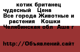 котик британец чудесный › Цена ­ 12 000 - Все города Животные и растения » Кошки   . Челябинская обл.,Аша г.